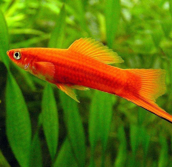 紅劍魚 Red Swordtail (Xiphophorus hellerii var.)