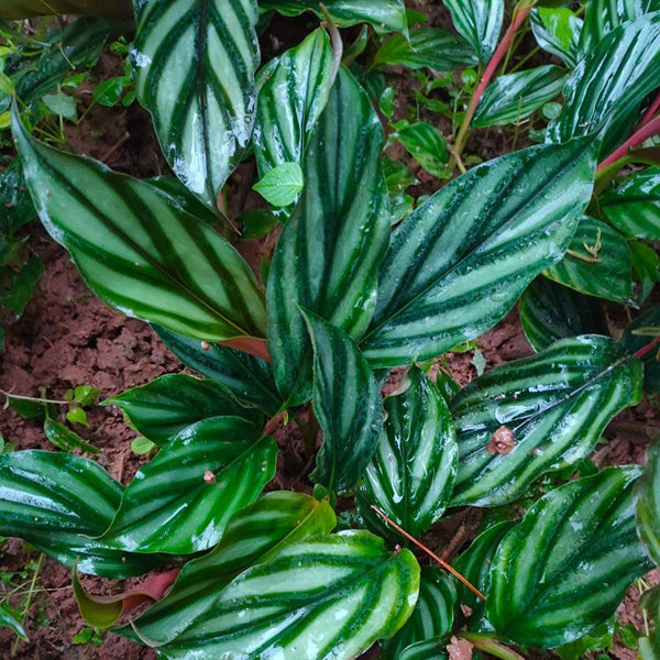 花葉山薑 Alpinia pumila