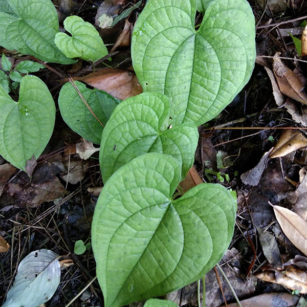 黃獨 Dioscorea bulbifera