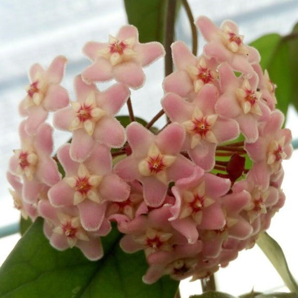 Hoya jianfenglingensis – 森流 - 奇異植物、爬蟲、水族 | GreenFlow Exotic Pets & Plants