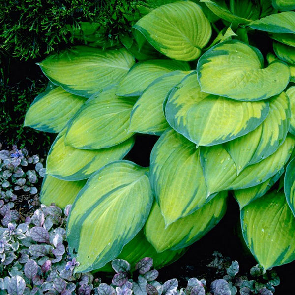 玉簪花 Guacamole Hosta