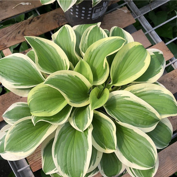 玉簪花 Hosta 'Margaret eyre'