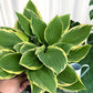 玉簪花 Hosta 'Sharp shooter'