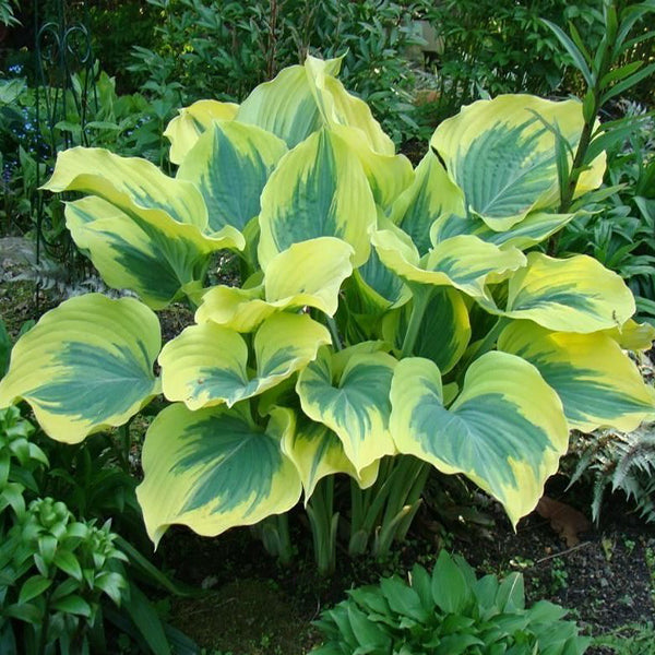 玉簪花 Freedom Hosta