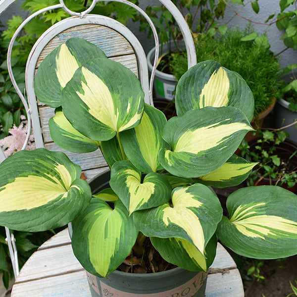 玉簪花 Hudson Bay Hosta