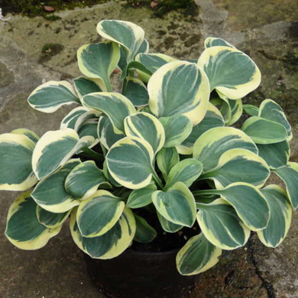 玉簪花 Frosted Mouse Ears Hosta