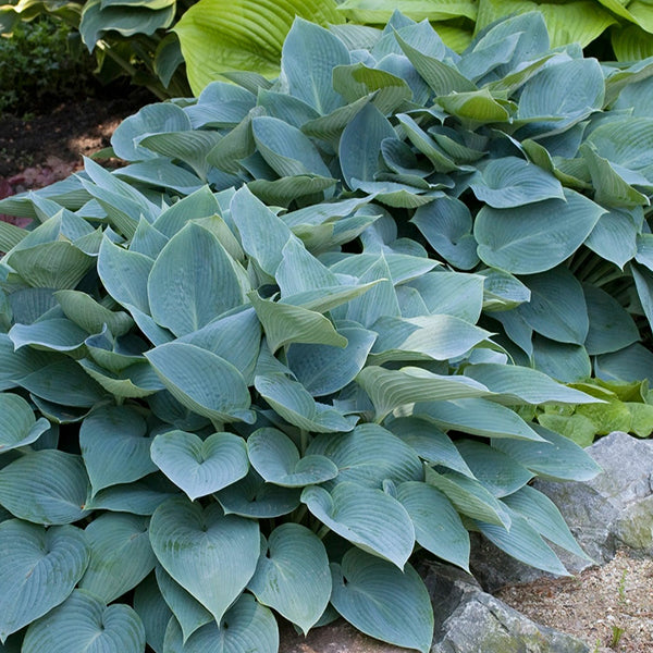 玉簪花 Fragrant Blue Hosta