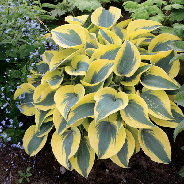 玉簪花 Virginia Reel Hosta