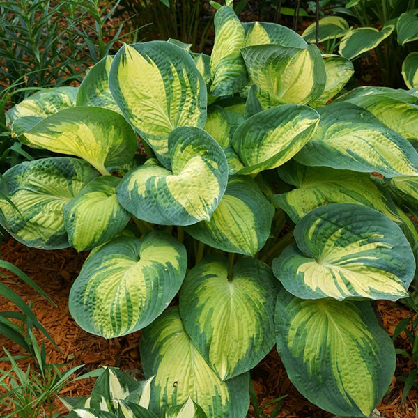 玉簪花 Hosta ‘Great expectations'