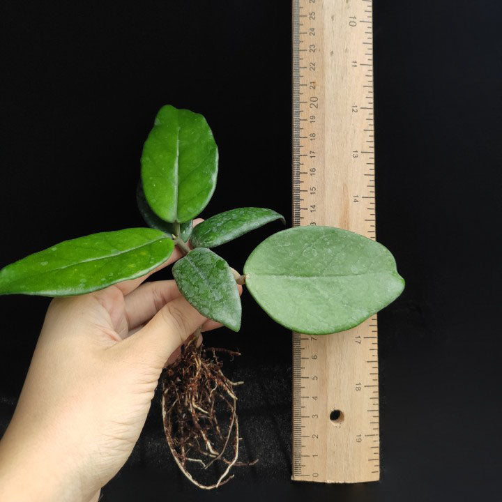 Hoya jianfenglingensis – 森流 - 奇異植物、爬蟲、水族 | GreenFlow Exotic Pets & Plants