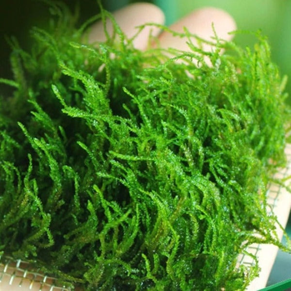 火焰莫斯 Flame Moss ( Taxiphyllum sp. 'Flame' )