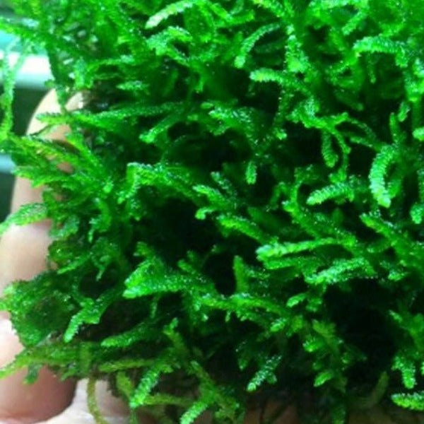 火焰莫斯 Flame Moss ( Taxiphyllum sp. 'Flame' )