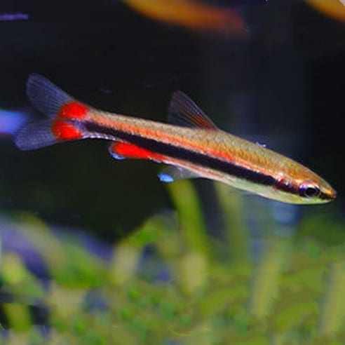 紅肚鉛筆 Golden Pencilfish (Nannostomus beckfordi)