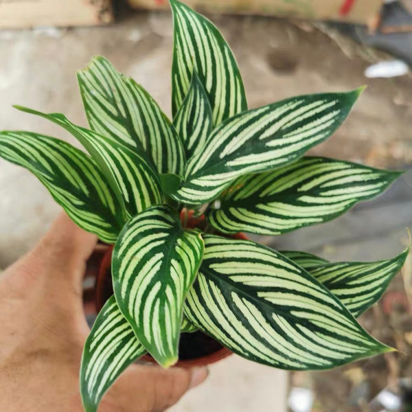 青紋竹芋 Calathea elliptica ‘ Vittata ’