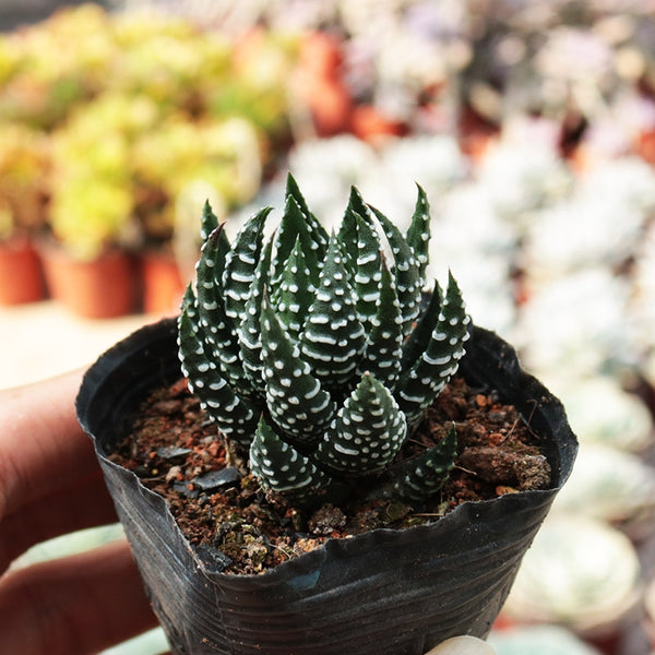 鷹爪 Haworthia reinwardtii