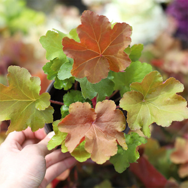 珊瑚鈴鐺 Heuchera Caramel