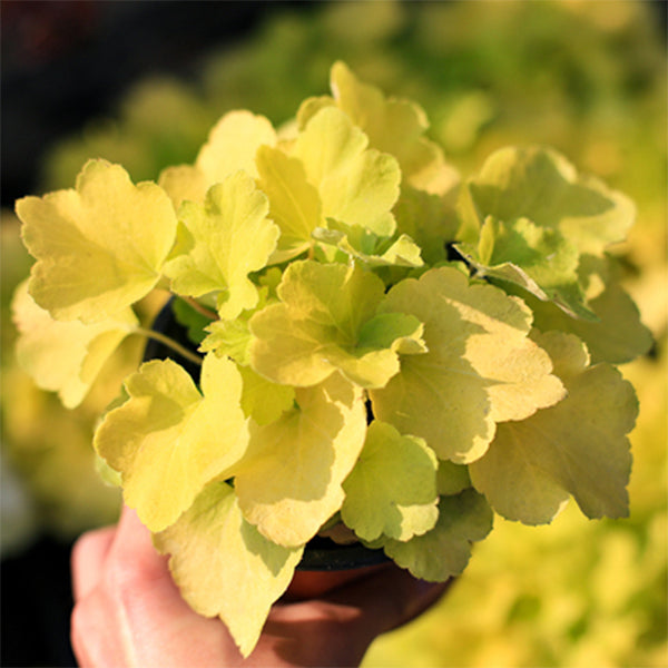 珊瑚鈴鐺 Heuchera citronelle