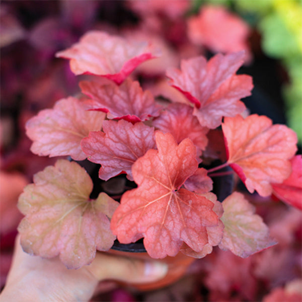 珊瑚鈴鐺 Heuchera Fire Alarm