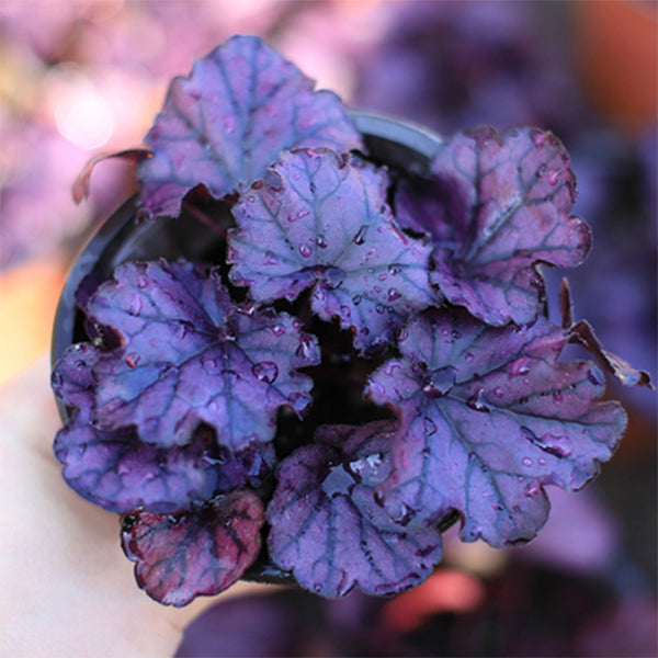 珊瑚鈴鐺 Heuchera Obsidian