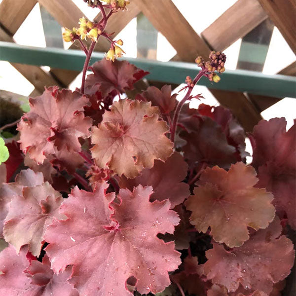 珊瑚鈴鐺 Heuchera Palace