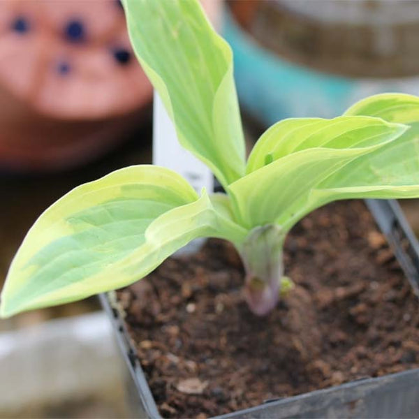 玉簪花 Angelique Hosta