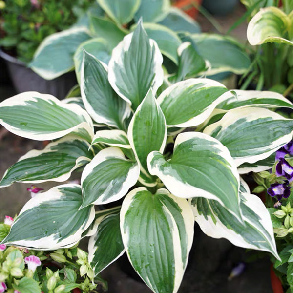 玉簪花 Patriot Hosta