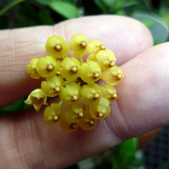 彩芯球蘭 Hoya pubera 'Hoya aff. picta' - 森流 GreenFlow - 動植物造景專門店