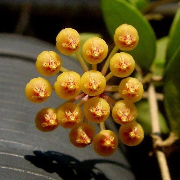 彩芯球蘭 Hoya pubera 'Hoya aff. picta' - 森流 GreenFlow - 動植物造景專門店