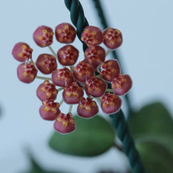 蜜糖毬蘭 Hoya burtoniae