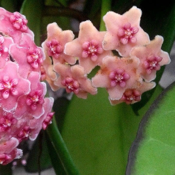 異葉球蘭 Hoya diversifolia albomarginata