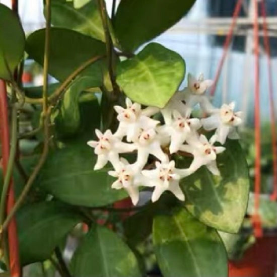 橢圓球蘭 Hoya elliptica