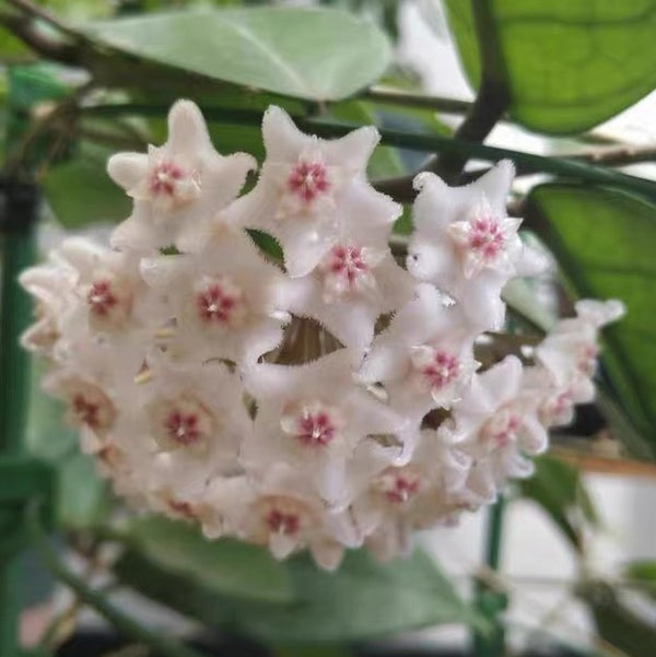 護耳草球蘭 Hoya fungii