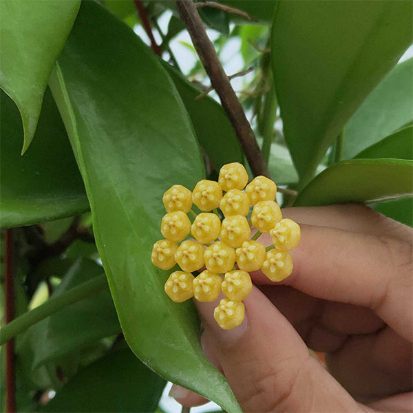 球蘭 Hoya benitotanii