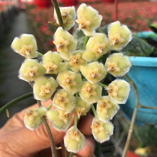 覆葉球蘭 Hoya imbricata