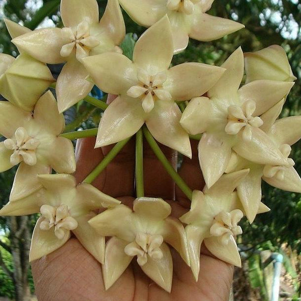 帝王球蘭 Hoya imperialis palawan - 森流 GreenFlow - 動植物造景專門店