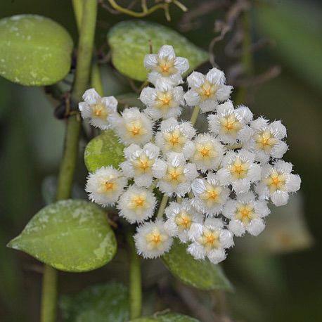 裂瓣球蘭 Hoya lacunosa