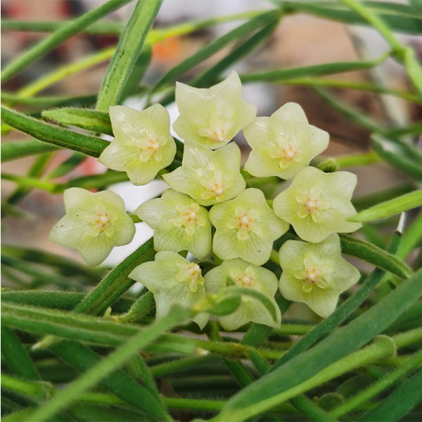 線葉球蘭 Hoya linearis