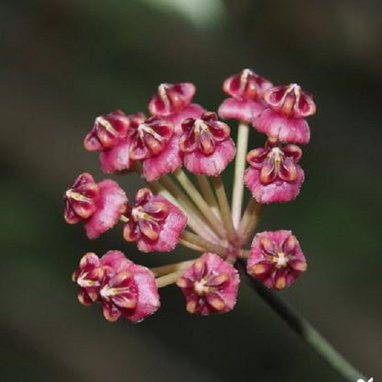 盧卡球蘭 Hoya lucardenasiana