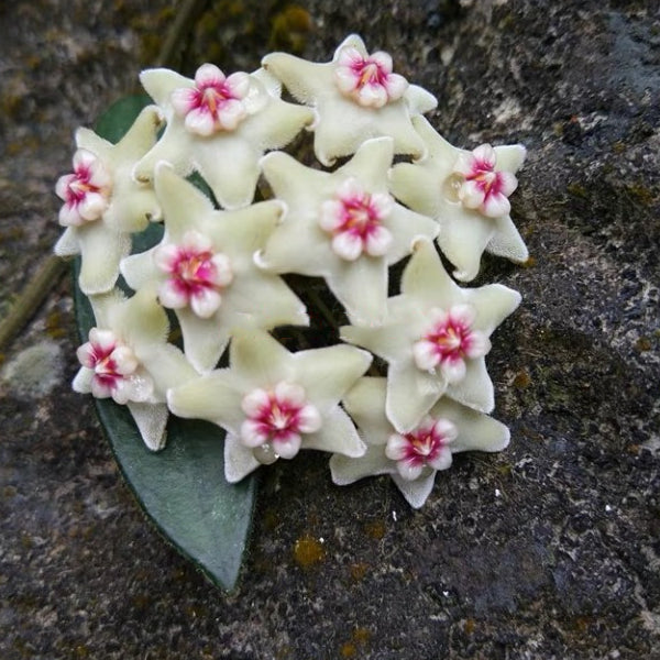 香花球蘭 Hoya lyi