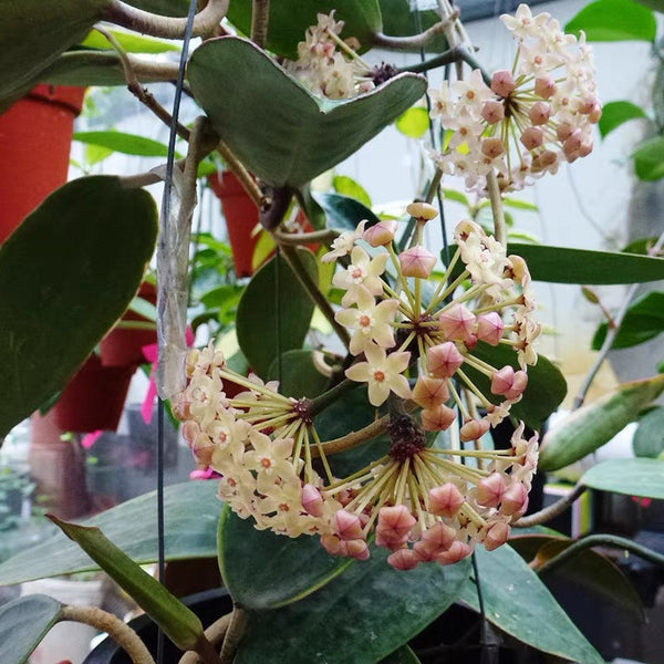 花邊大葉球蘭 Hoya macrophylla variegated