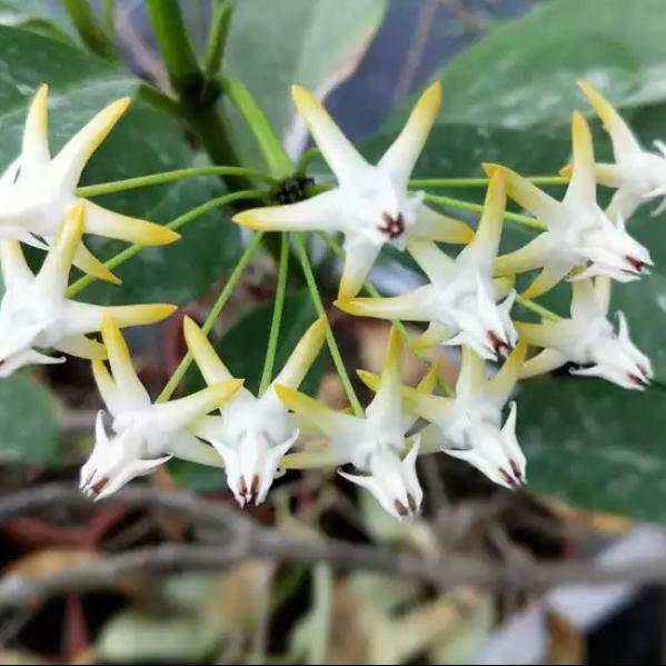 流星球蘭 Shooting Star Hoya ( Hoya multiflora )