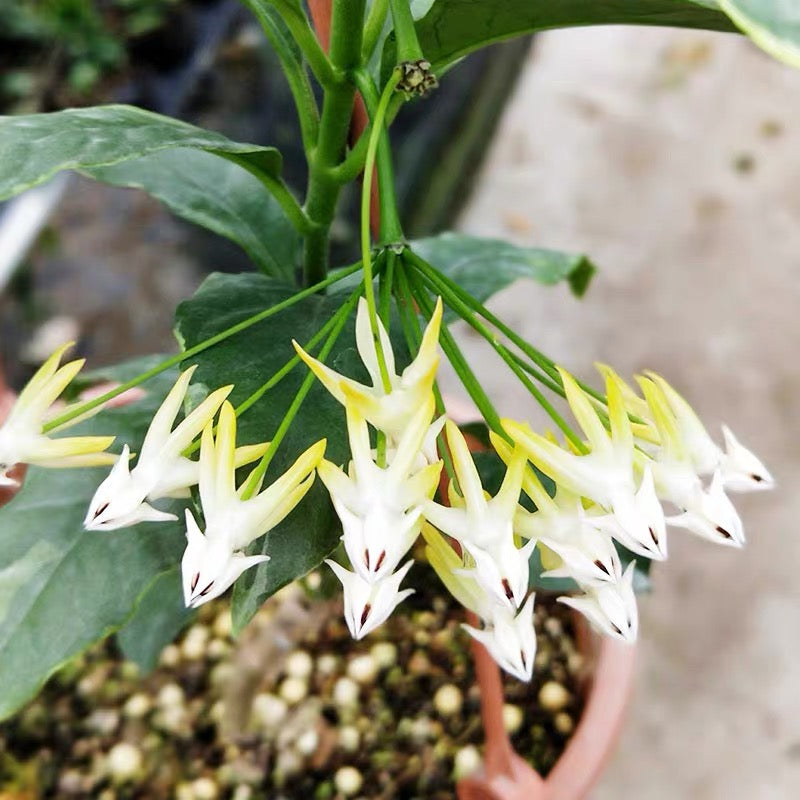 流星球蘭 Shooting Star Hoya ( Hoya multiflora )