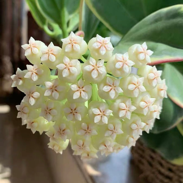 珍珠球蘭 Hoya  pachyclada  Var.