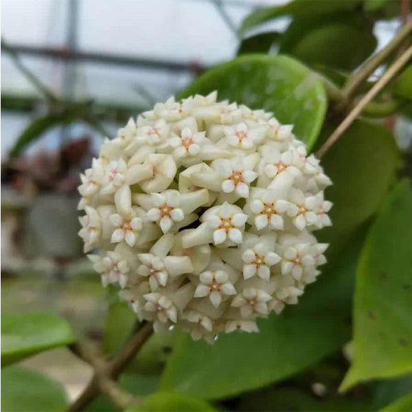 鐵草鞋 Hoya pottsii