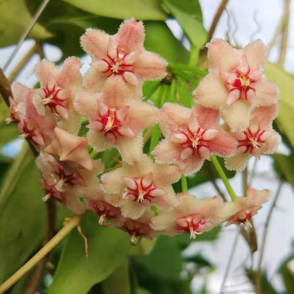 粉龍球蘭 Hoya pubicalyx ' Pink dragon '