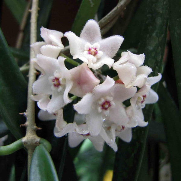 長葉球蘭 Hoya shepherdii