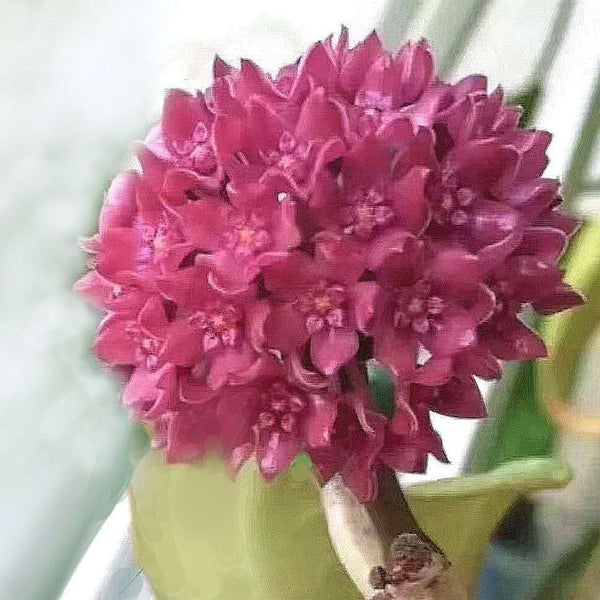 秘密球蘭 Hoya sp. sarawak