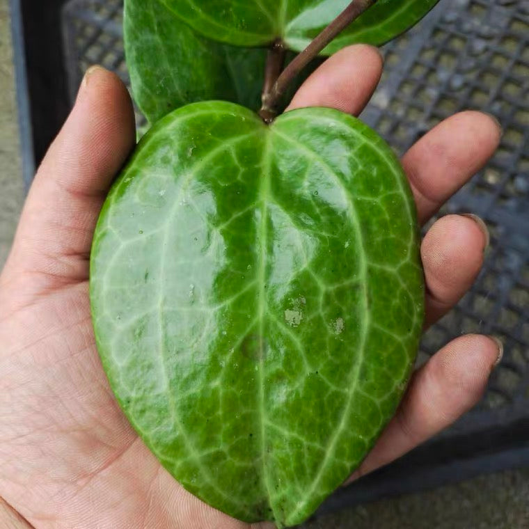 秘密球蘭 Hoya sp. sarawak