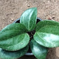 秘密球蘭 Hoya sp. sarawak