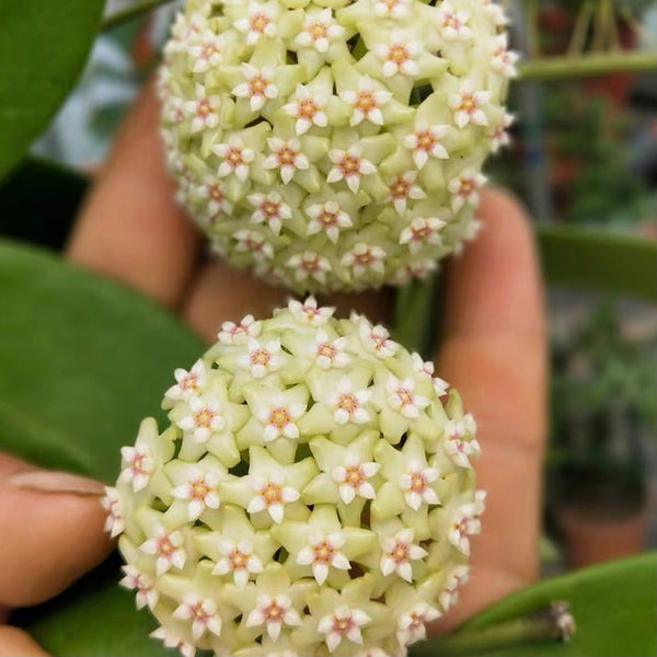 羊脂球蘭 Hoya verticillata